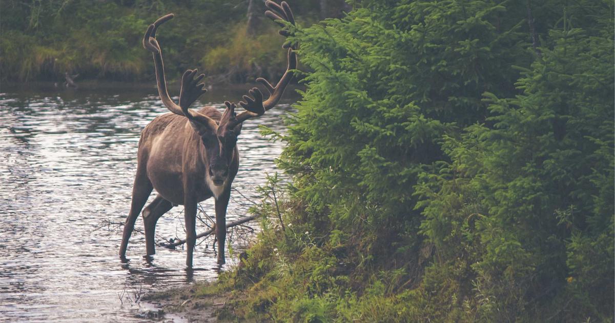 MUBI — Streaming & Video